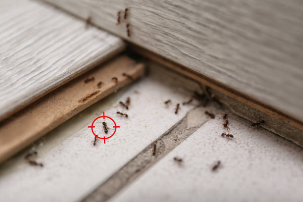 Best Residential Pest Control  in Johnson Lane, NV