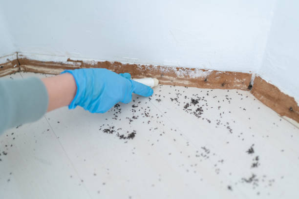 Best Pest Control Cost  in Johnson Lane, NV